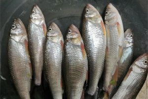 这是株洲大京水库的马口